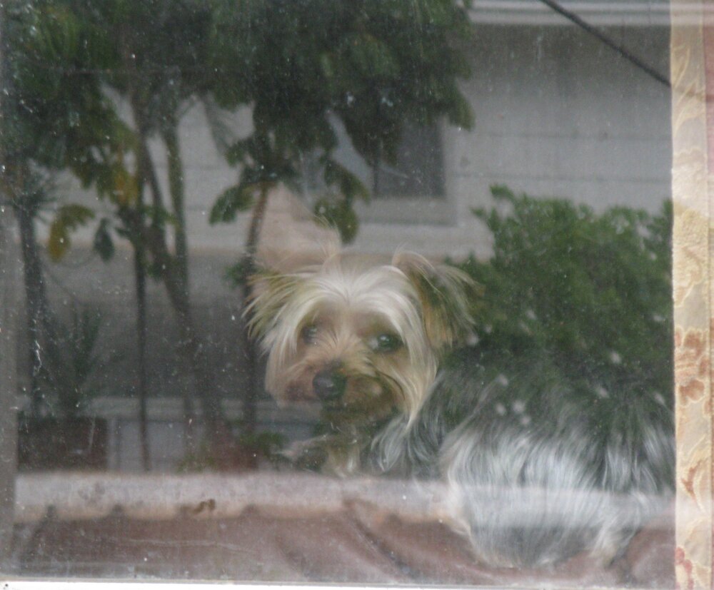 Teddy in the window 4-08.jpg