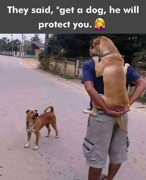 dogs_will_protect_you.thumb.jpg.689206e2dfca1606acec70b7e843fc1d.jpg